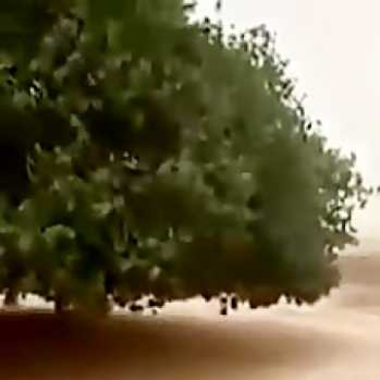درخت 